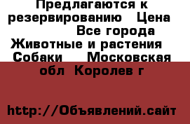 Предлагаются к резервированию › Цена ­ 16 000 - Все города Животные и растения » Собаки   . Московская обл.,Королев г.